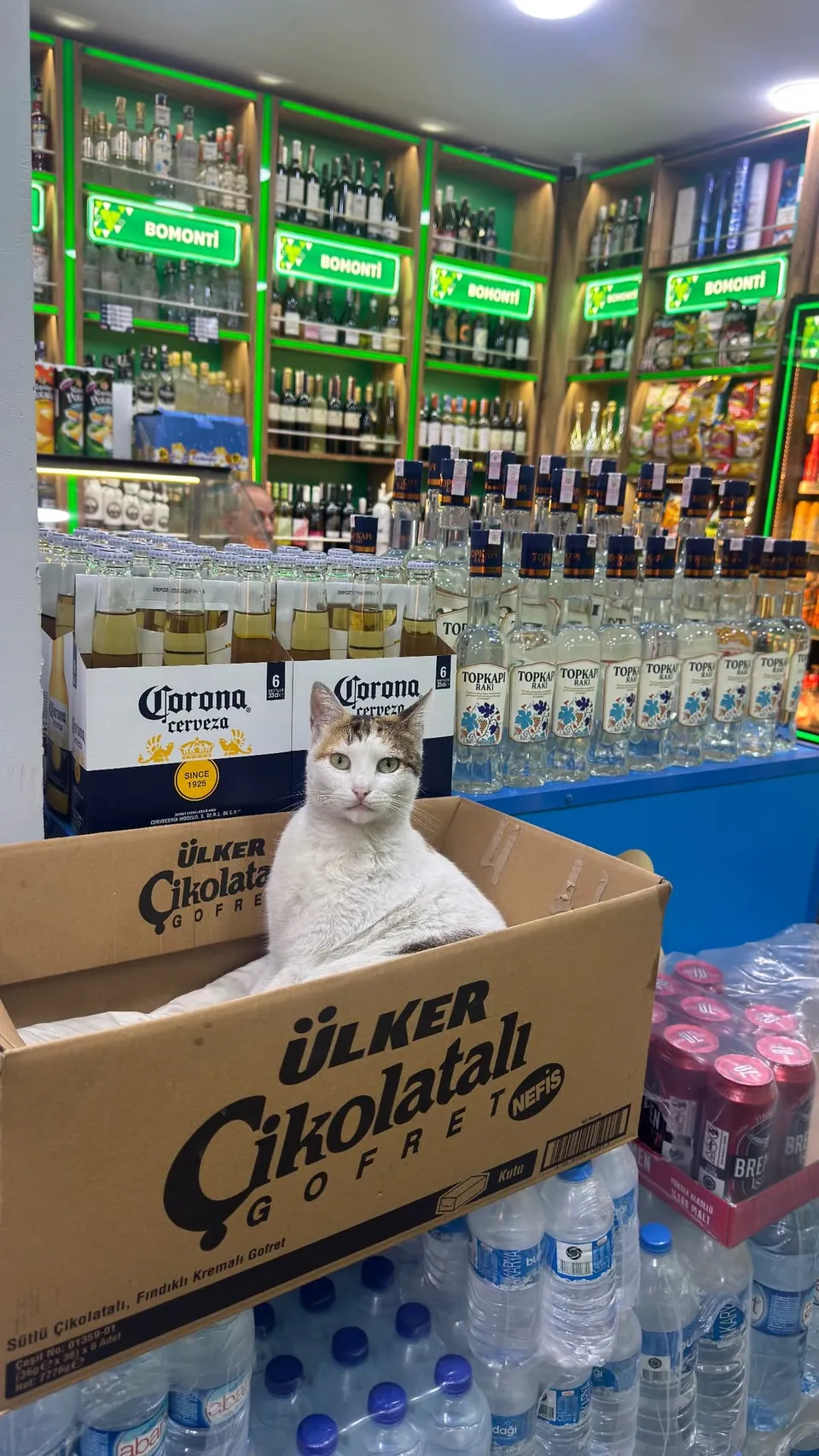 A shop cat napping in a chocolate box