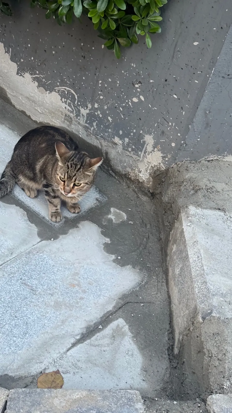 A tabby kitten on the street