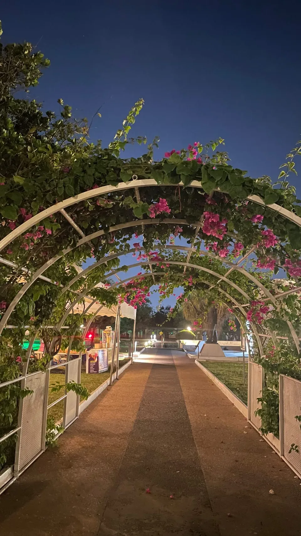 A bougainvillea arch walkway at night